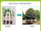 5.2《营养器官的生长》课件PPT