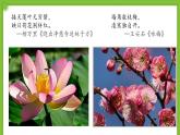 5.3《生殖器官的生长》课件PPT