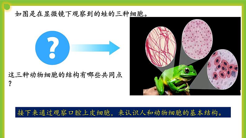 2.1.2《动物细胞结构和功能》 课件04