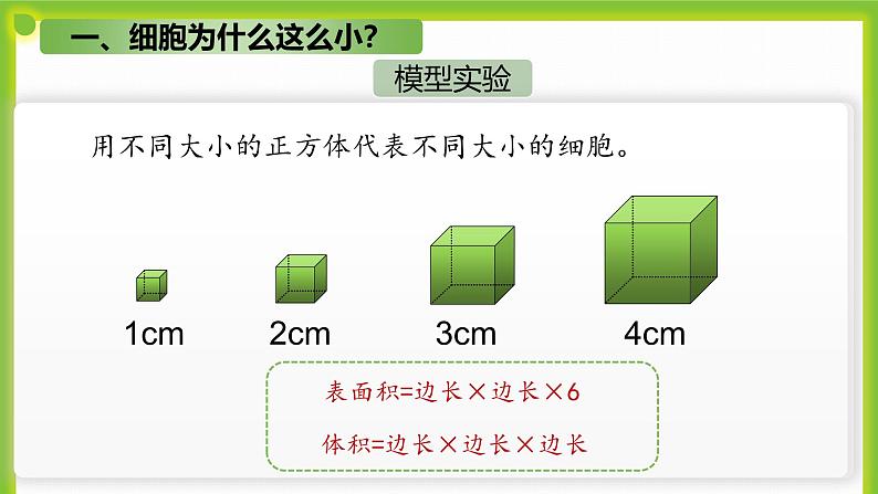 3.1《细胞通过分裂而增殖》课件第7页