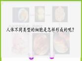 3.2《细胞分化形成形成组织》课件