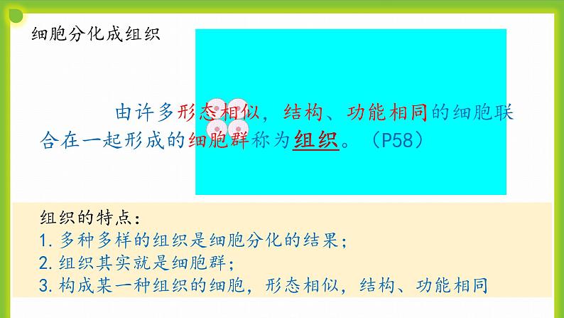 3.2《细胞分化形成形成组织》课件07