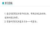 1.1.1  观察周边环境中的生物 课件-2024--2025学年人教版生物七年级上册