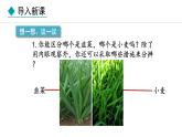 1.1.1  观察周边环境中的生物 课件-2024--2025学年人教版生物七年级上册