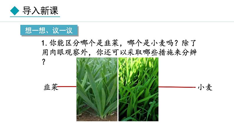 1.1.1  观察周边环境中的生物 课件-2024--2025学年人教版生物七年级上册03