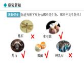 1.1.2  生物的特征 课件-2024--2025学年人教版生物七年级上册