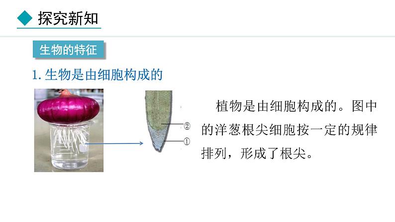 1.1.2  生物的特征 课件-2024--2025学年人教版生物七年级上册05