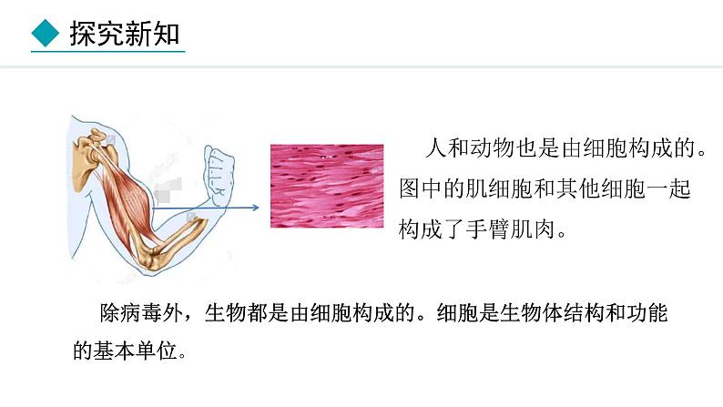 1.1.2  生物的特征 课件-2024--2025学年人教版生物七年级上册06