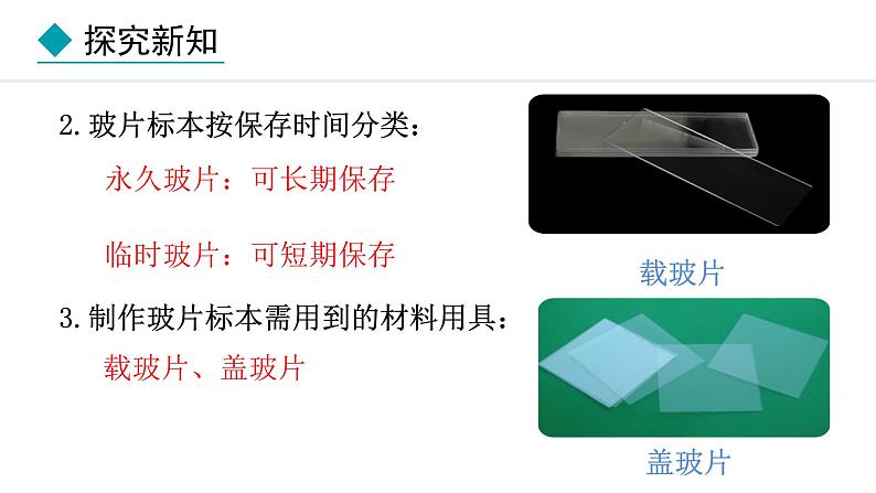 1.2.2  植物细胞 课件-2024--2025学年人教版生物七年级上册04