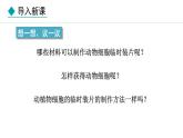1.2.3  动物细胞 课件-2024--2025学年人教版生物七年级上册