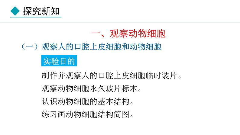 1.2.3  动物细胞 课件-2024--2025学年人教版生物七年级上册03