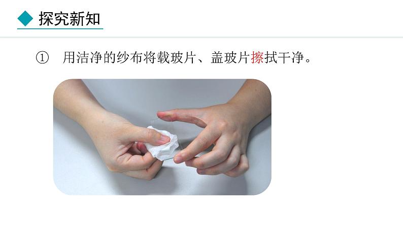 1.2.3  动物细胞 课件-2024--2025学年人教版生物七年级上册06