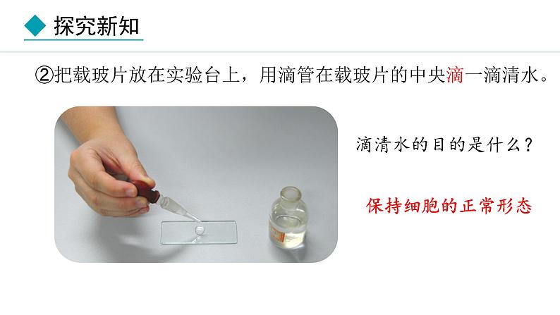 1.2.3  动物细胞 课件-2024--2025学年人教版生物七年级上册07