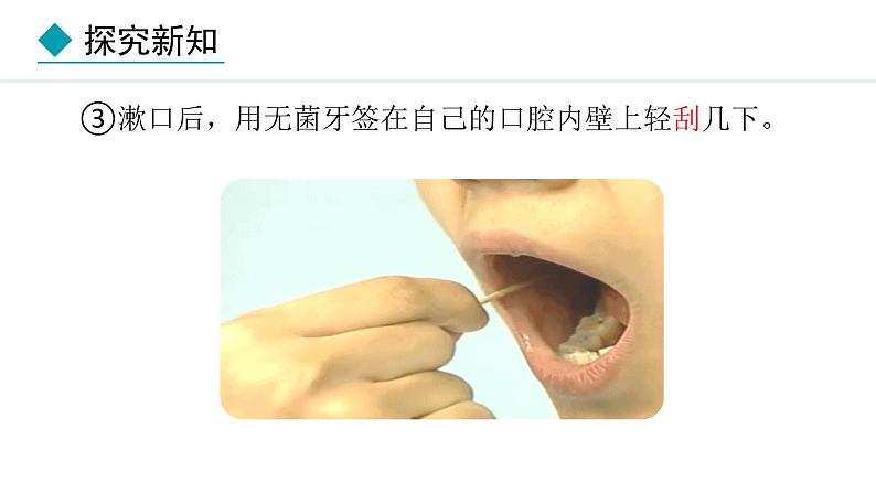 1.2.3  动物细胞 课件-2024--2025学年人教版生物七年级上册08