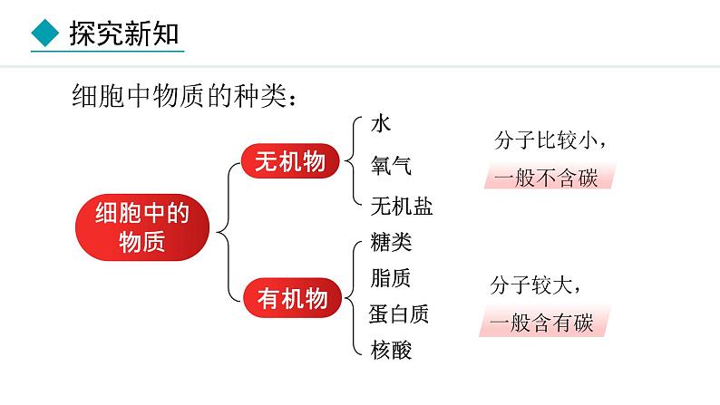 1.2.4  细胞的生活 课件-2024--2025学年人教版生物七年级上册08