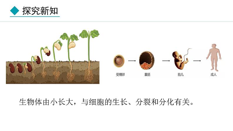 1.3.1  细胞通过分裂产生新细胞 课件-2024--2025学年人教版生物七年级上册03