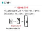 1.3.1  细胞通过分裂产生新细胞 课件-2024--2025学年人教版生物七年级上册