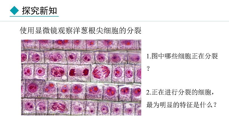 1.3.1  细胞通过分裂产生新细胞 课件-2024--2025学年人教版生物七年级上册05