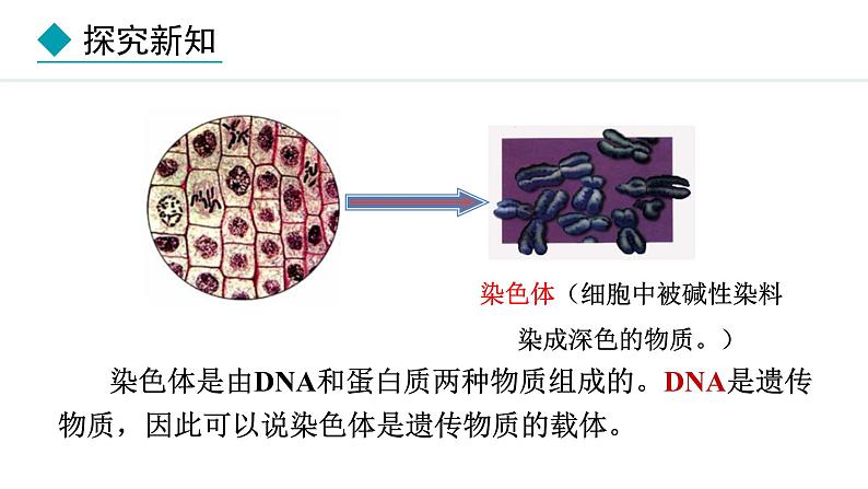 1.3.1  细胞通过分裂产生新细胞 课件-2024--2025学年人教版生物七年级上册06