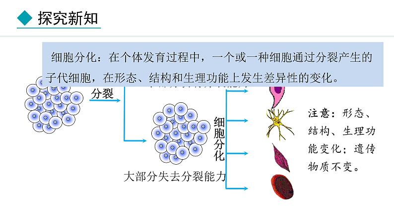 1.3.2  动物体的结构层次 课件-2024--2025学年人教版生物七年级上册05