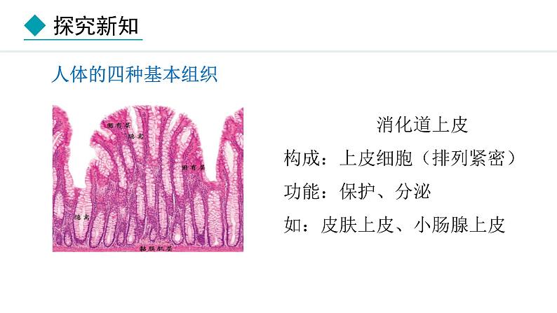 1.3.2  动物体的结构层次 课件-2024--2025学年人教版生物七年级上册07