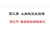 1.3.3  植物体的结构层次 课件-2024--2025学年人教版生物七年级上册