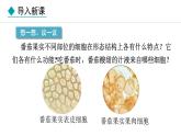 1.3.3  植物体的结构层次 课件-2024--2025学年人教版生物七年级上册