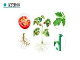 1.3.3  植物体的结构层次 课件-2024--2025学年人教版生物七年级上册