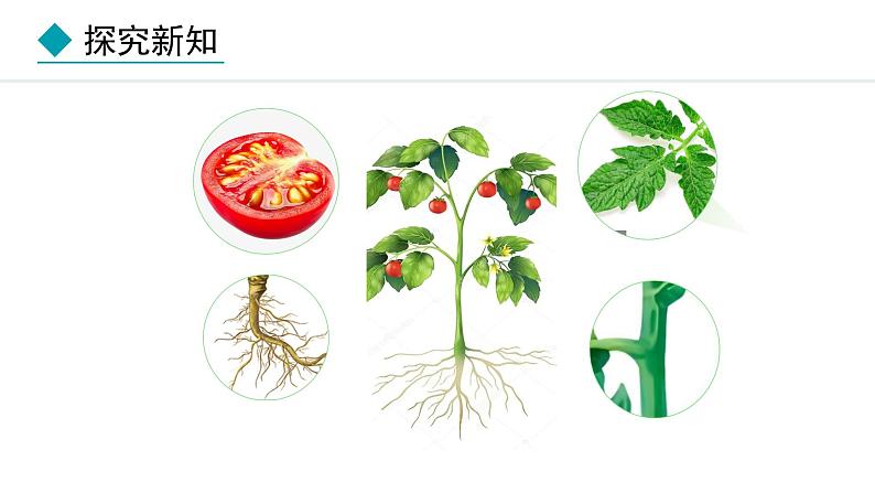 1.3.3  植物体的结构层次 课件-2024--2025学年人教版生物七年级上册03