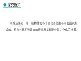 1.3.3  植物体的结构层次 课件-2024--2025学年人教版生物七年级上册