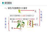 1.3.3  植物体的结构层次 课件-2024--2025学年人教版生物七年级上册