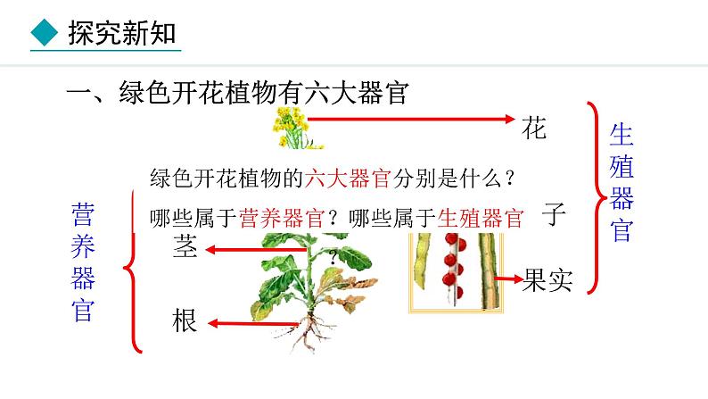 1.3.3  植物体的结构层次 课件-2024--2025学年人教版生物七年级上册05