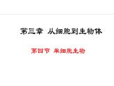 1.3.4  单细胞生物 课件-2024--2025学年人教版生物七年级上册