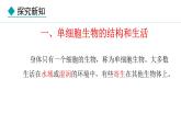 1.3.4  单细胞生物 课件-2024--2025学年人教版生物七年级上册