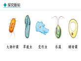 1.3.4  单细胞生物 课件-2024--2025学年人教版生物七年级上册