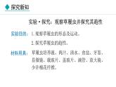 1.3.4  单细胞生物 课件-2024--2025学年人教版生物七年级上册