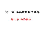 2.1.2  种子植物 课件-2024--2025学年人教版生物七年级上册