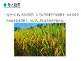 2.1.2  种子植物 课件-2024--2025学年人教版生物七年级上册