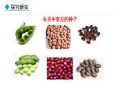 2.1.2  种子植物 课件-2024--2025学年人教版生物七年级上册