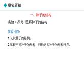 2.1.2  种子植物 课件-2024--2025学年人教版生物七年级上册