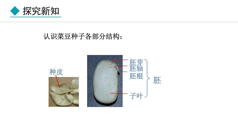 2.1.2  种子植物 课件-2024--2025学年人教版生物七年级上册08