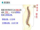 2.2.1  无脊椎动物 课件-2024--2025学年人教版生物七年级上册