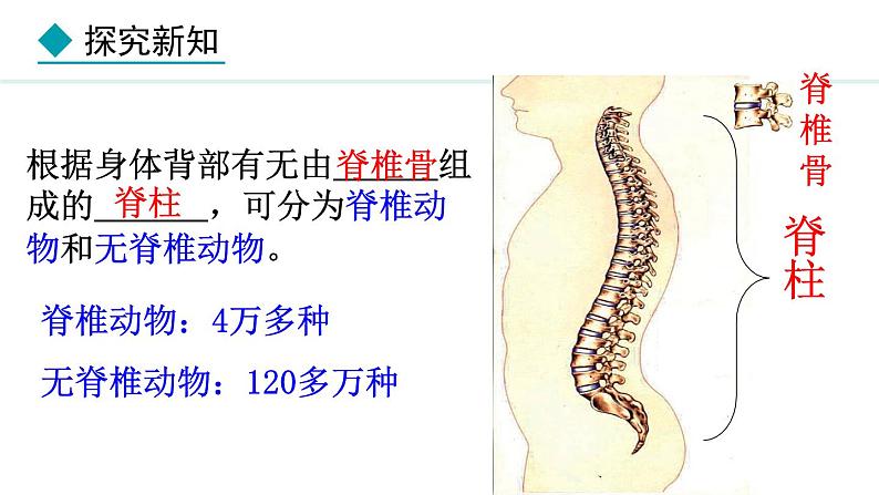 2.2.1  无脊椎动物 课件-2024--2025学年人教版生物七年级上册04