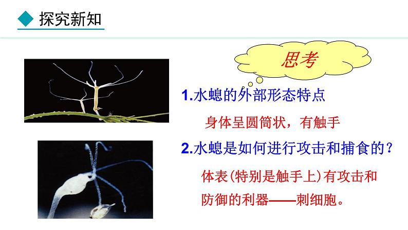 2.2.1  无脊椎动物 课件-2024--2025学年人教版生物七年级上册08