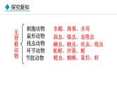 2.2.2  第1课时  鱼 课件-2024--2025学年人教版生物七年级上册