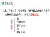 2.2.2  第1课时  鱼 课件-2024--2025学年人教版生物七年级上册