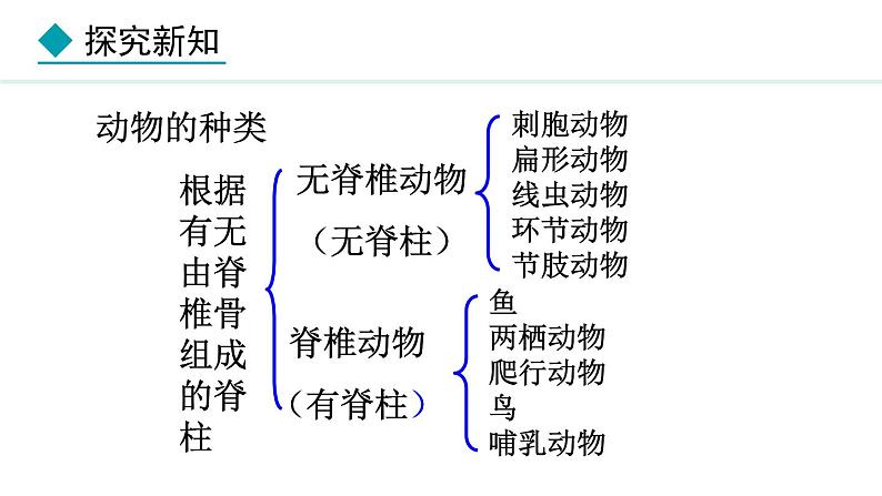 2.2.2  第1课时  鱼 课件-2024--2025学年人教版生物七年级上册05