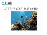 2.2.2  第2课时  两栖动物和爬行动物 课件-2024--2025学年人教版生物七年级上册