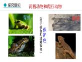2.2.2  第2课时  两栖动物和爬行动物 课件-2024--2025学年人教版生物七年级上册
