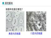 2.3.1  微生物的分布 课件-2024--2025学年人教版生物七年级上册